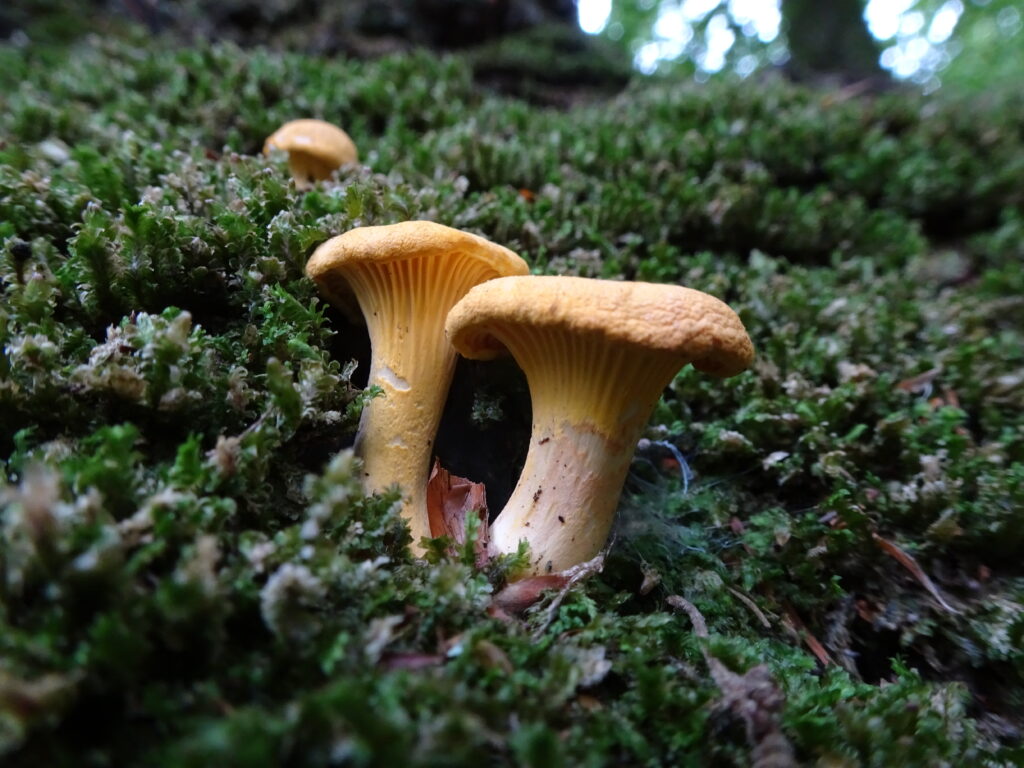 Foraged Mushroom 15: Chanterelle. - The Foraging Foodie